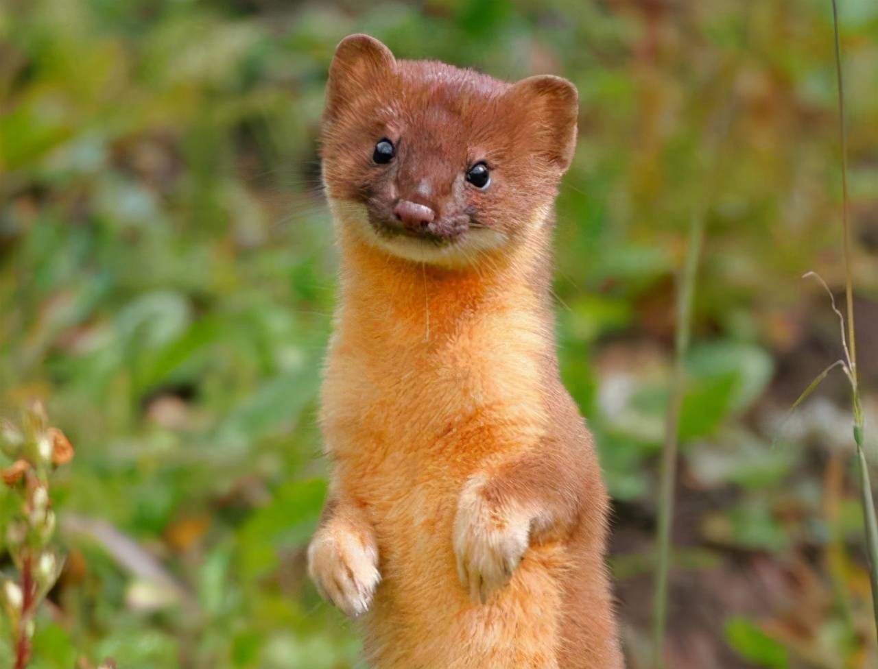 黄鼠狼报恩最新视频,黄鼠狼的报恩真实视频