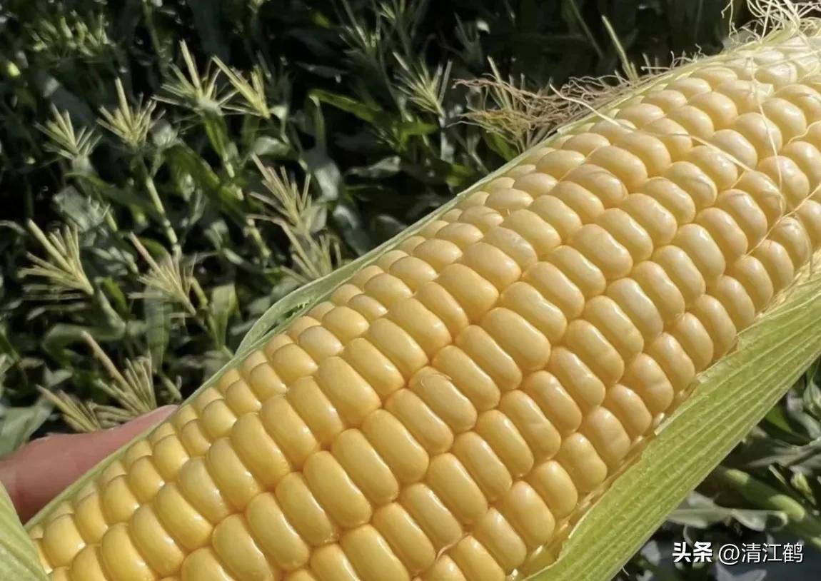 适合西北种植的玉米品种有哪些,适合南方种植的玉米品种排名