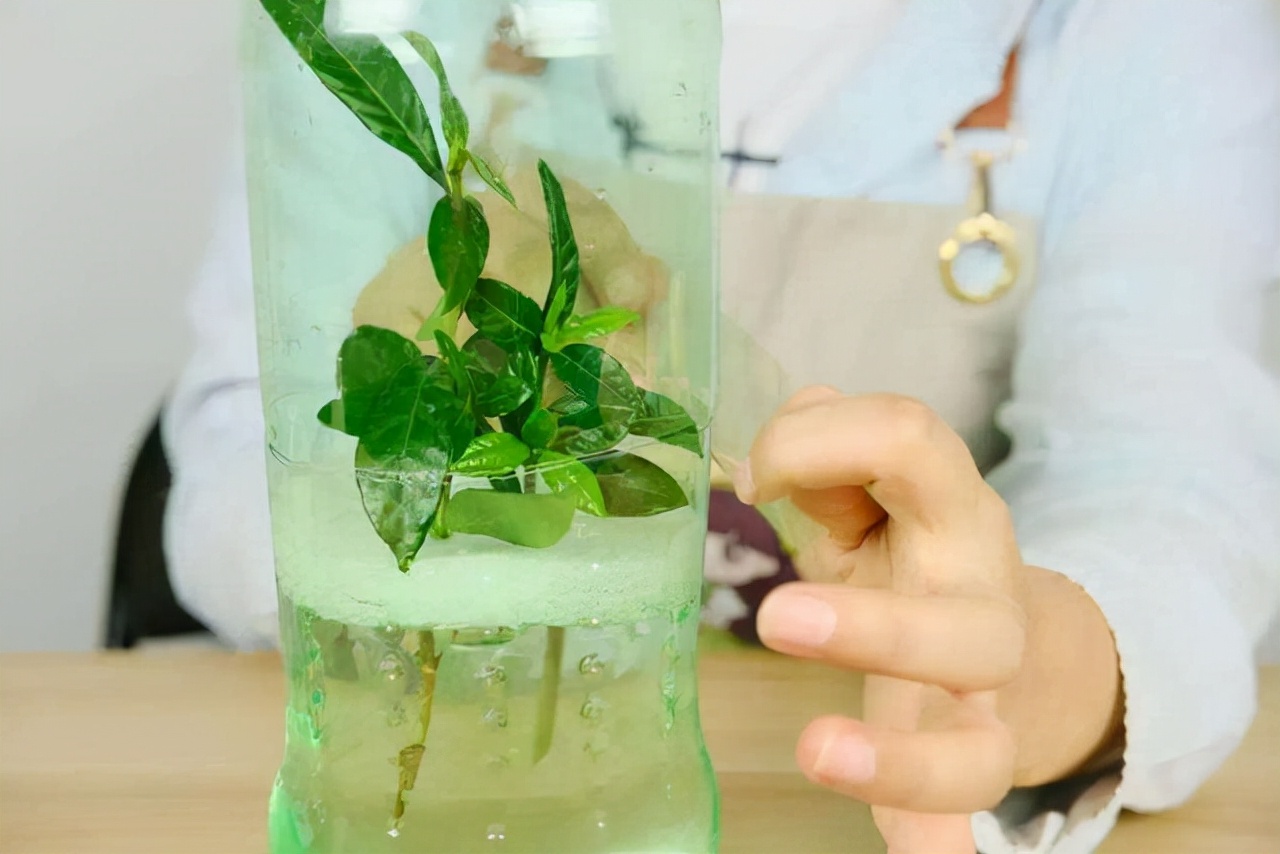 室内四季最好养的10种花,适宜在家中养的10种花排名