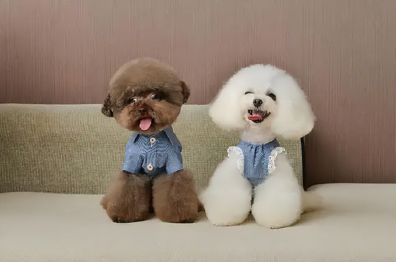 狗狗突然不敢走路怎么回事,小狗经常跑关节会出现问题吗