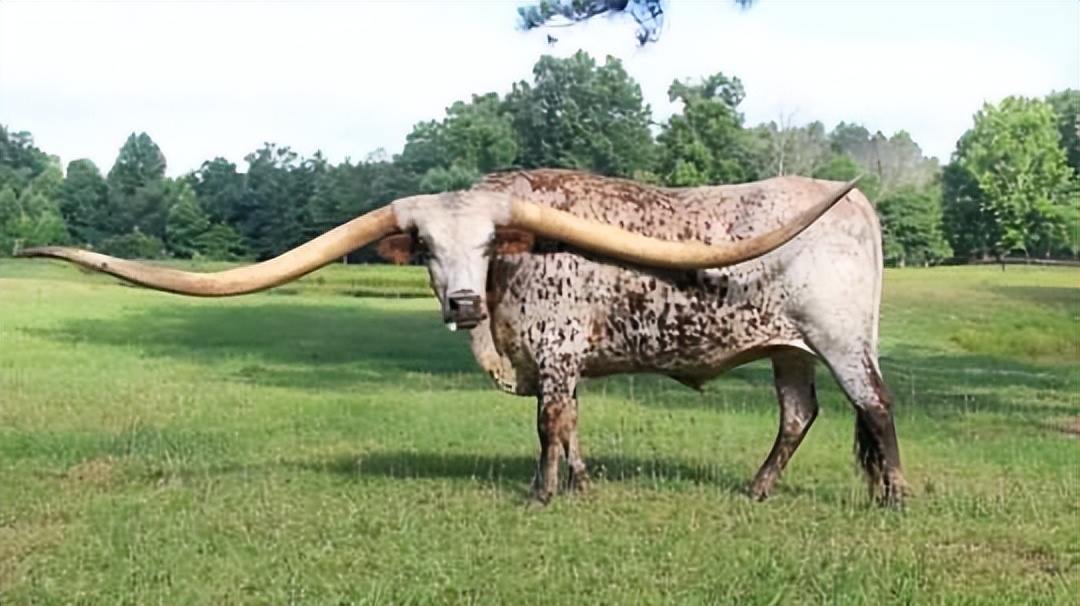 30张活久见的对比照,鳄鱼被电鳗电死的视频