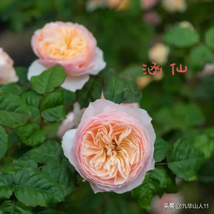 天狼月季新品预售,天狼月季官方旗舰店烛光月季