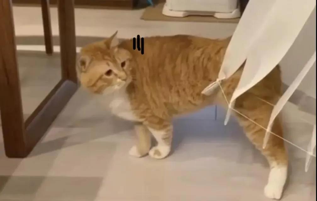 别人家的猫是液体还是固体,猫都是水做的