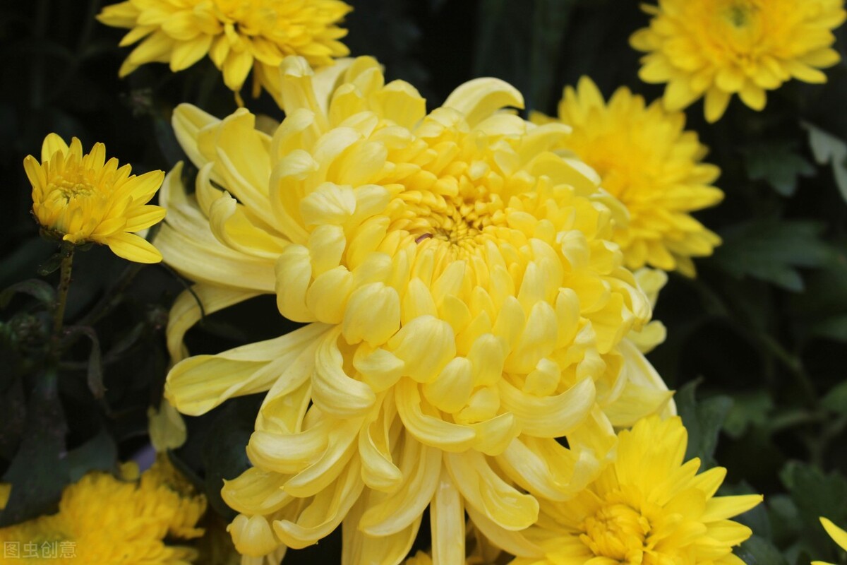 食火积热吃什么,心火吃什么可以消火