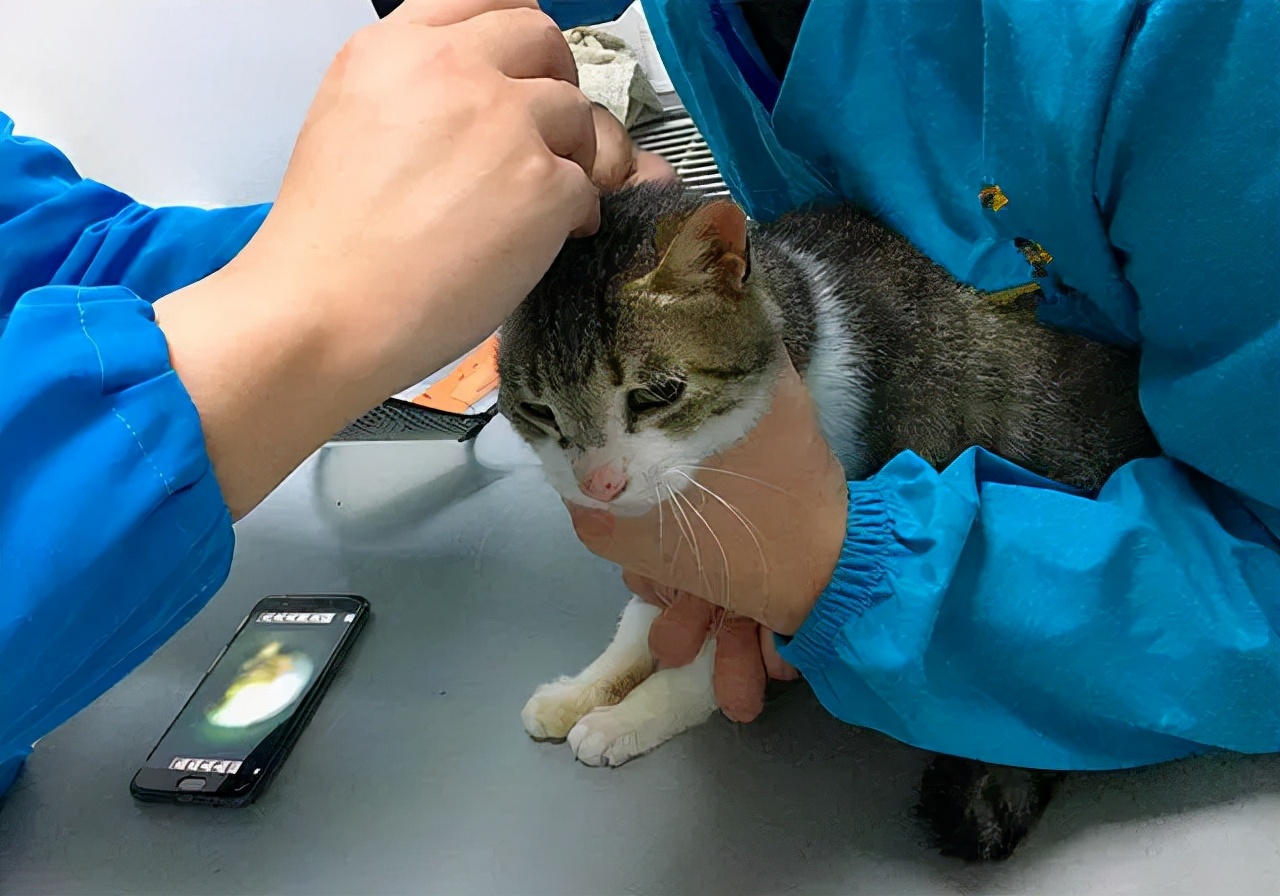 猫咪中毒了该怎么救,猫咪中毒怎么解救