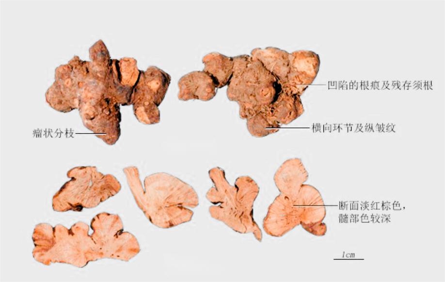 神农本草经金荞麦,神农清热排毒方