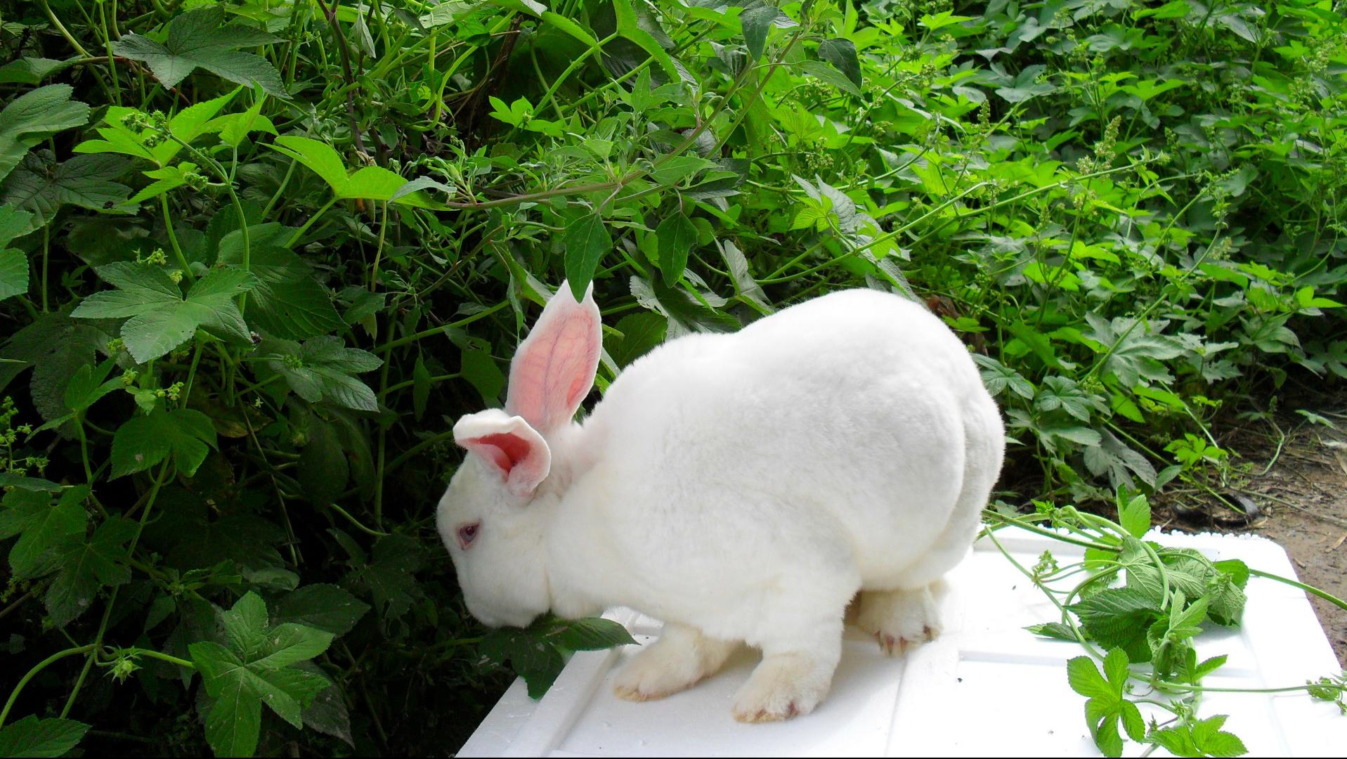 养殖肉兔都有哪些疾病,养兔的疾病治疗费用多少钱