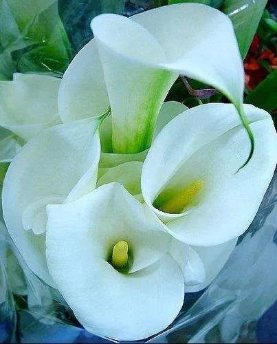 马蹄莲花开是什么样子,马蹄莲花开多少天