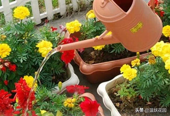 为什么我买的盆栽花总是养不活,为什么买来的花绿植总是养不好