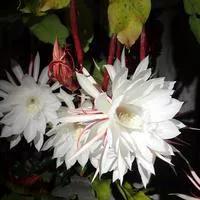 世界十大悲伤全部花语,花语代表悲伤的花有哪些