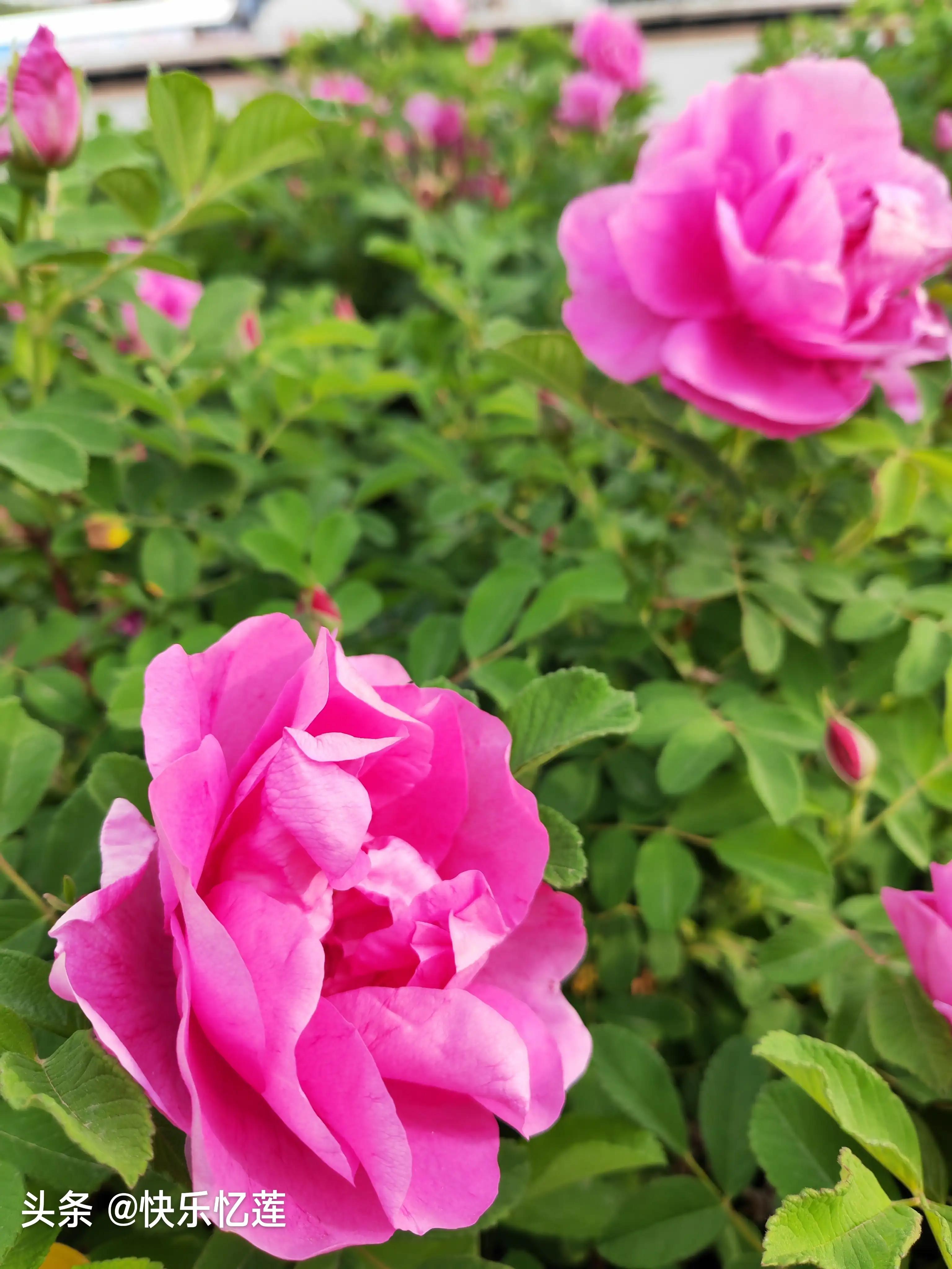 五月玫瑰绽放,五月玫瑰茶