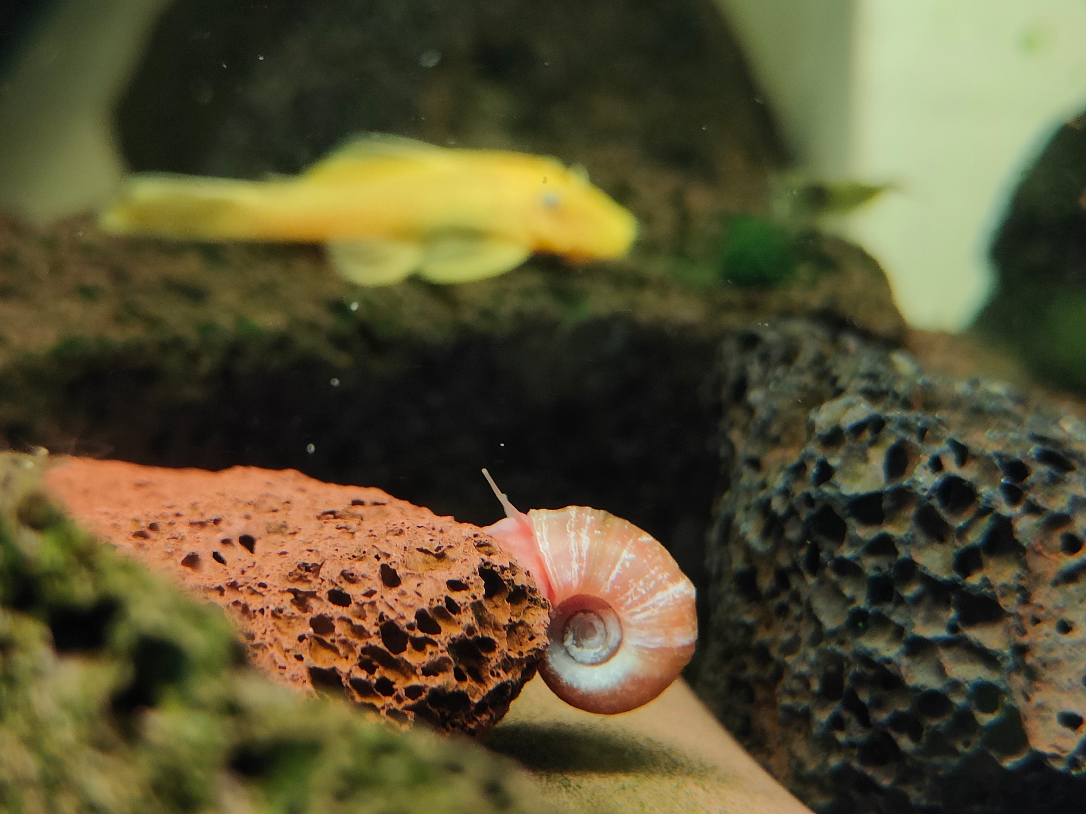 鱼缸里养苹果螺可以放水质稳定剂,什么螺可以净化鱼缸水质