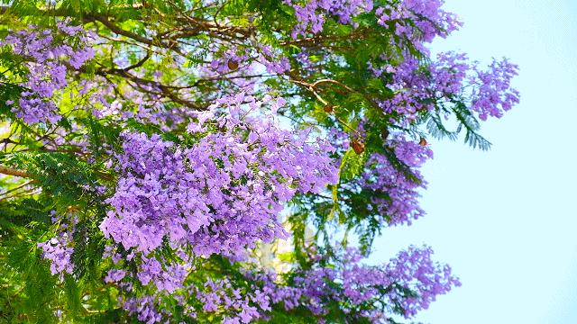 泸州蓝花楹打卡地,蓝花楹打卡点照片