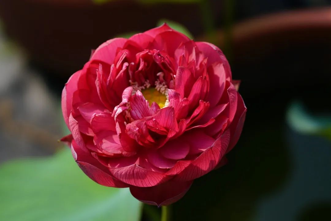 绝美的荷花品种大全图集,超好看荷花品种大型荷花