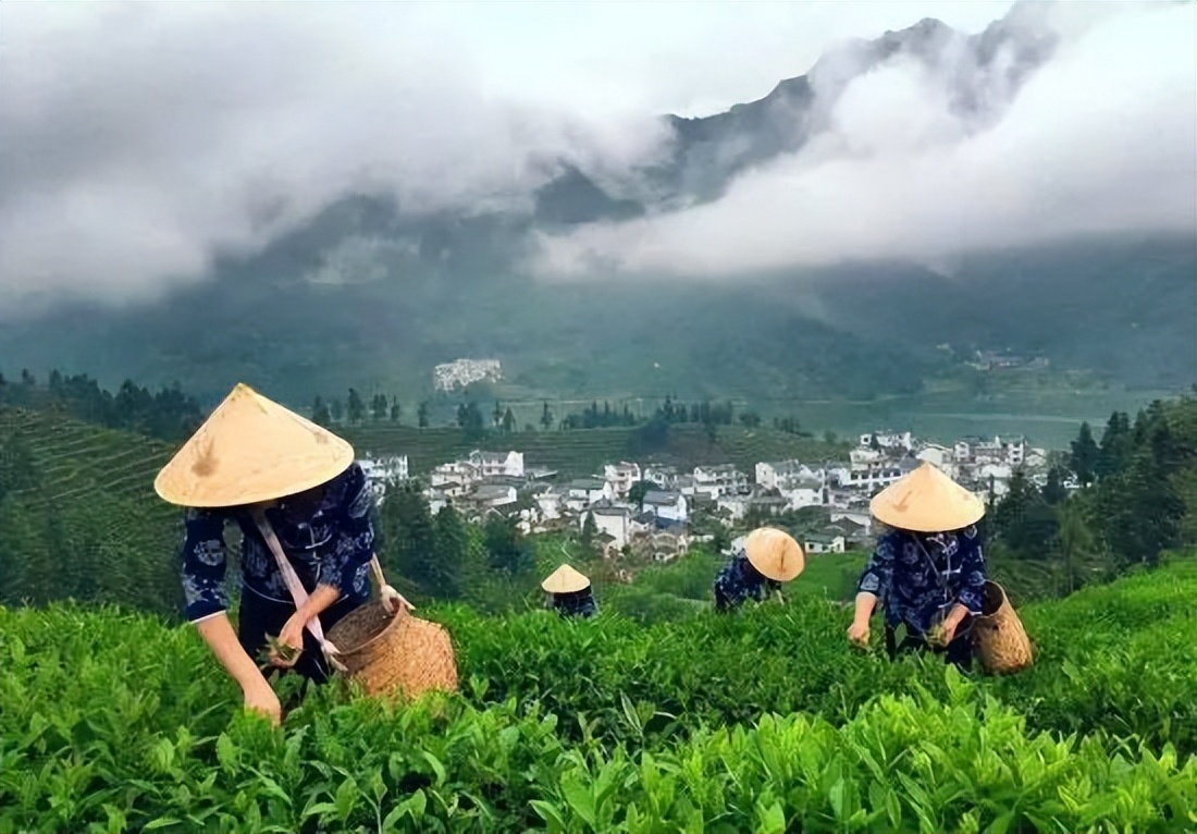 北纬三十度名茶名酒,北纬30度十大名茶