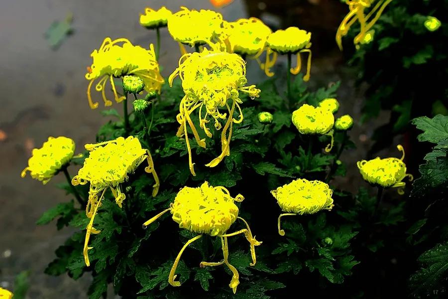 狂客七言上联大全,狂客对联下联