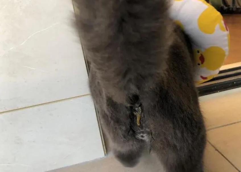 猫咪只喝水不吃东西怎么办,猫咪走丢两天回来无精打采只喝水