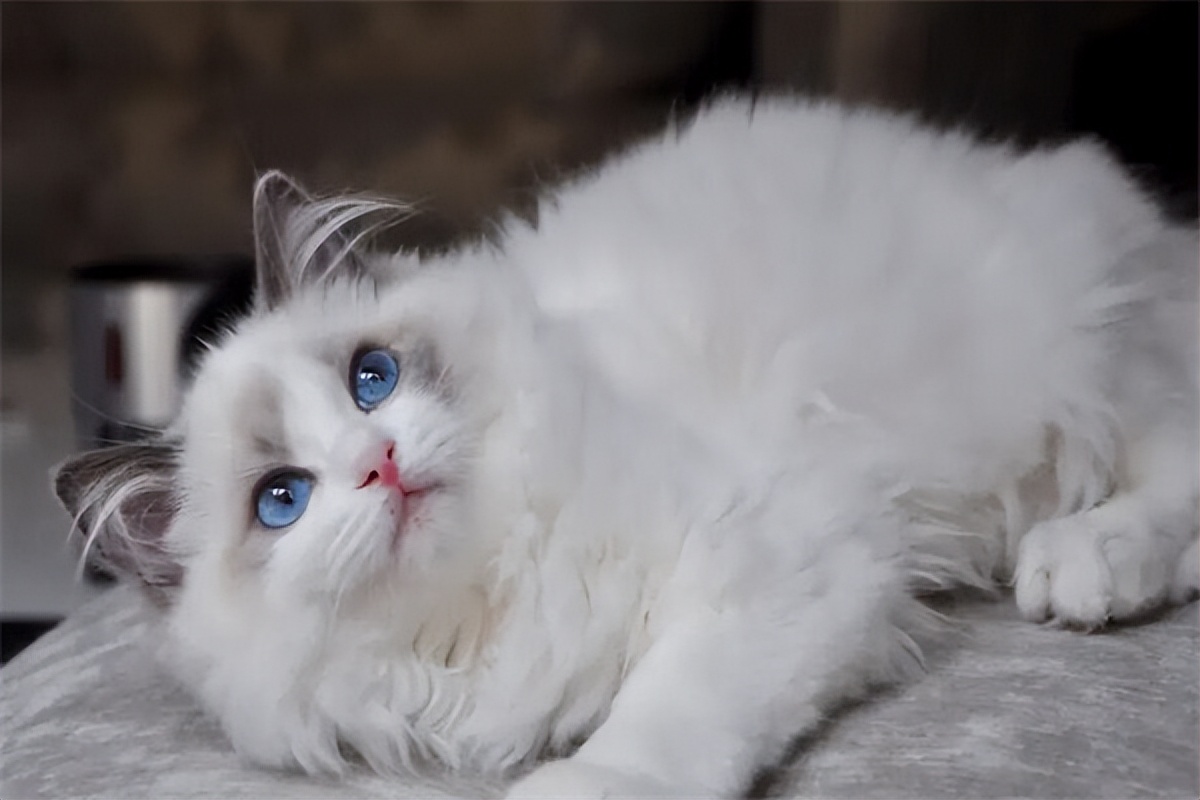 布偶猫最低售价多少钱一只,布偶猫多少钱一只100元以下