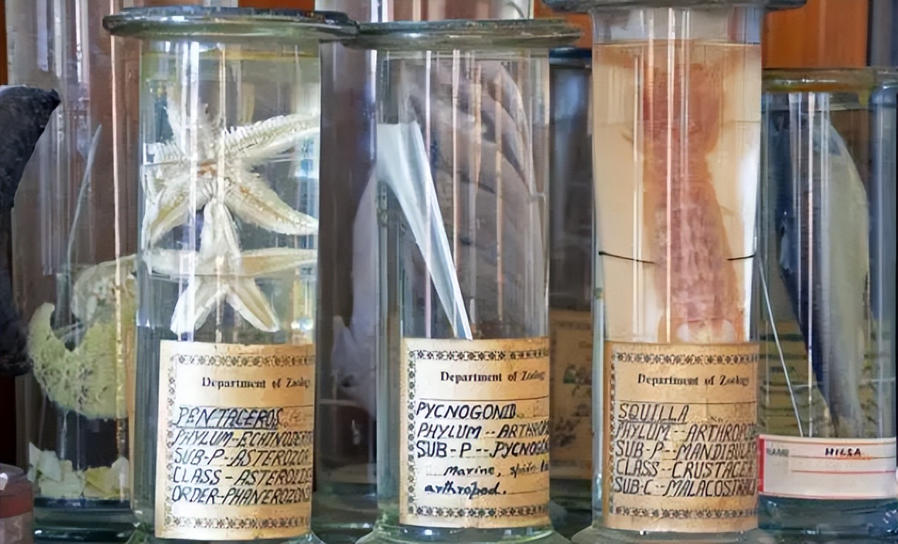 尸体药水泡海鲜，“色素”鸡蛋再现，315未曝光的菜场内幕太吓人