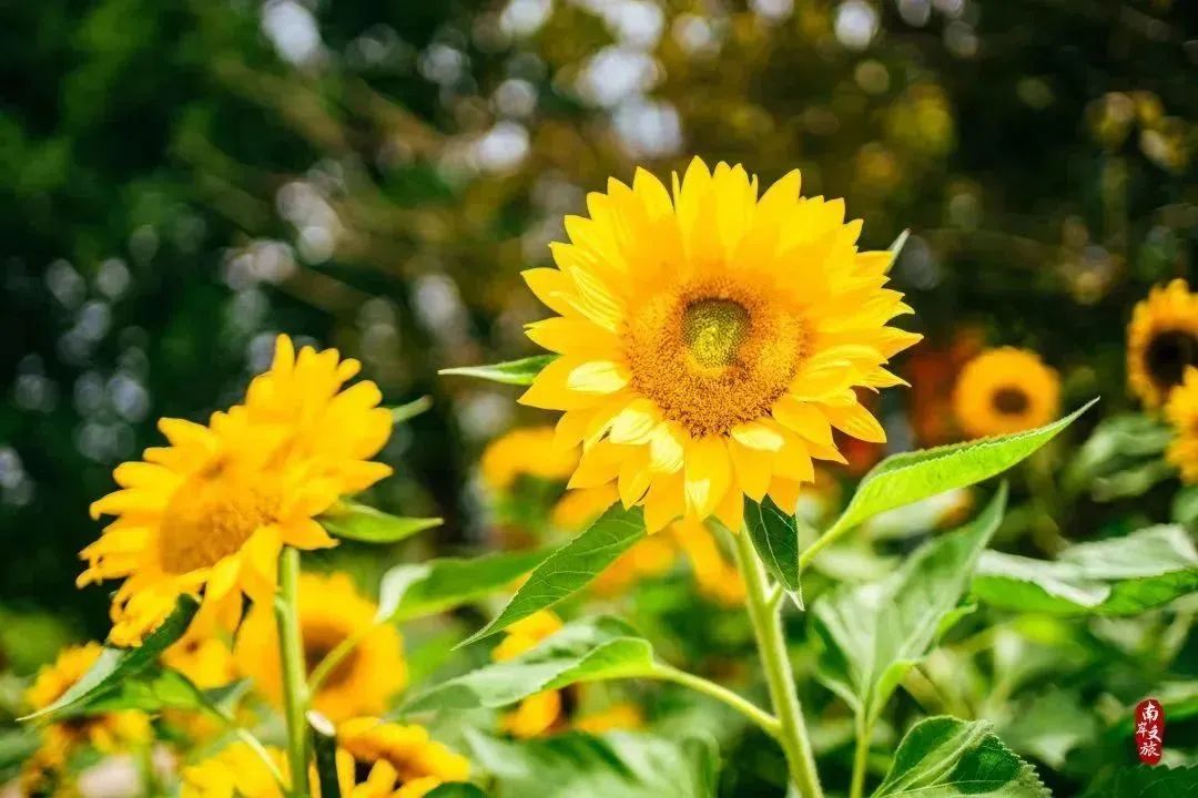 看重庆，来南岸|不看南岸这些地方，就不算到过重庆