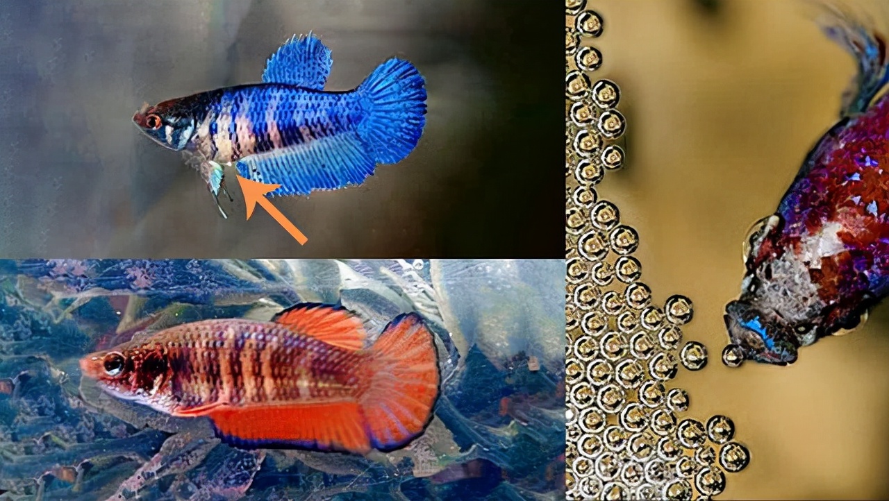 当精子与卵细胞相遇,当精子和卵子相遇后还会排卵吗