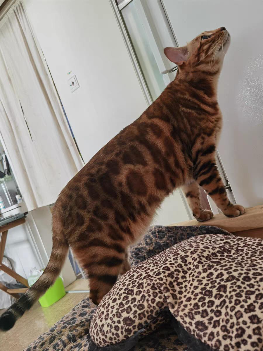 养猫猫屎臭怎么办,猫拉屎太臭怎么办吃什么