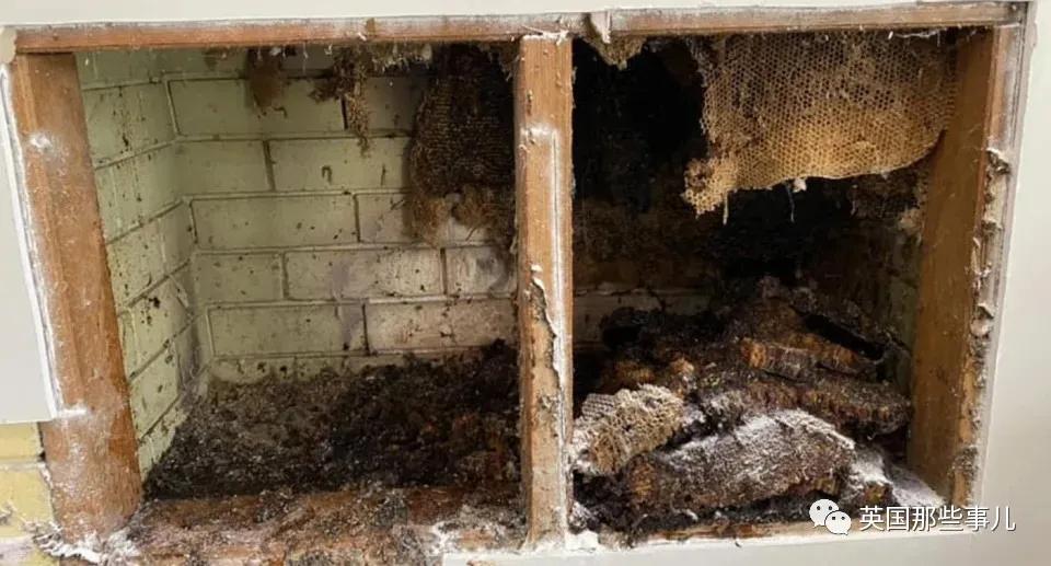 澳洲夫妇家墙壁突然莫名“渗血”!两人鼓起勇气拆开墙