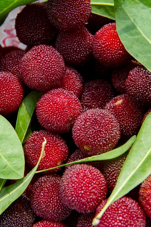 “min”甜爆汁！西瓜、蓝莓、桃子......彭州今夏水果新鲜开摘喽