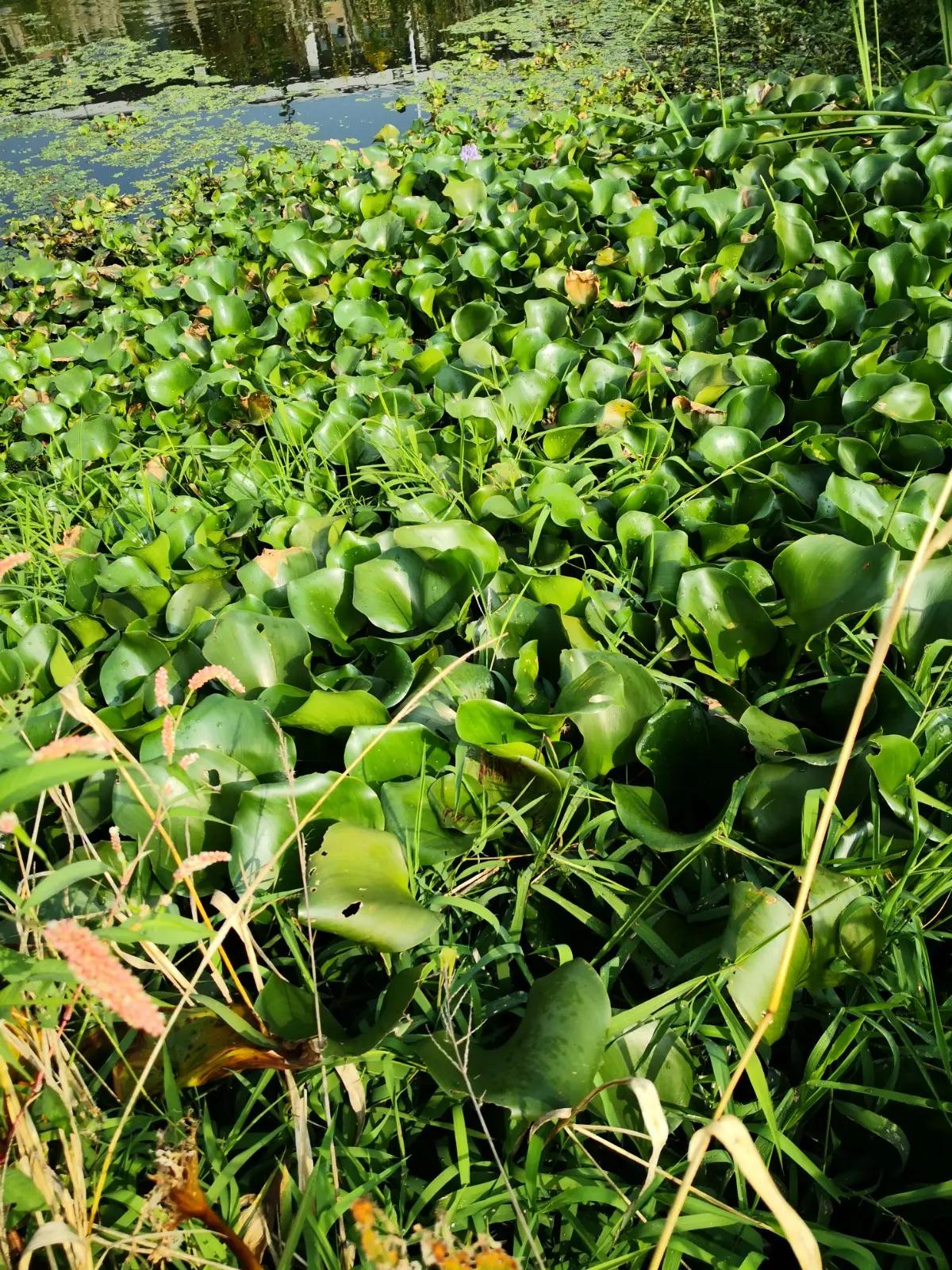 为啥柬埔寨还大量种植水葫芦,柬埔寨的水葫芦怎么变废为宝