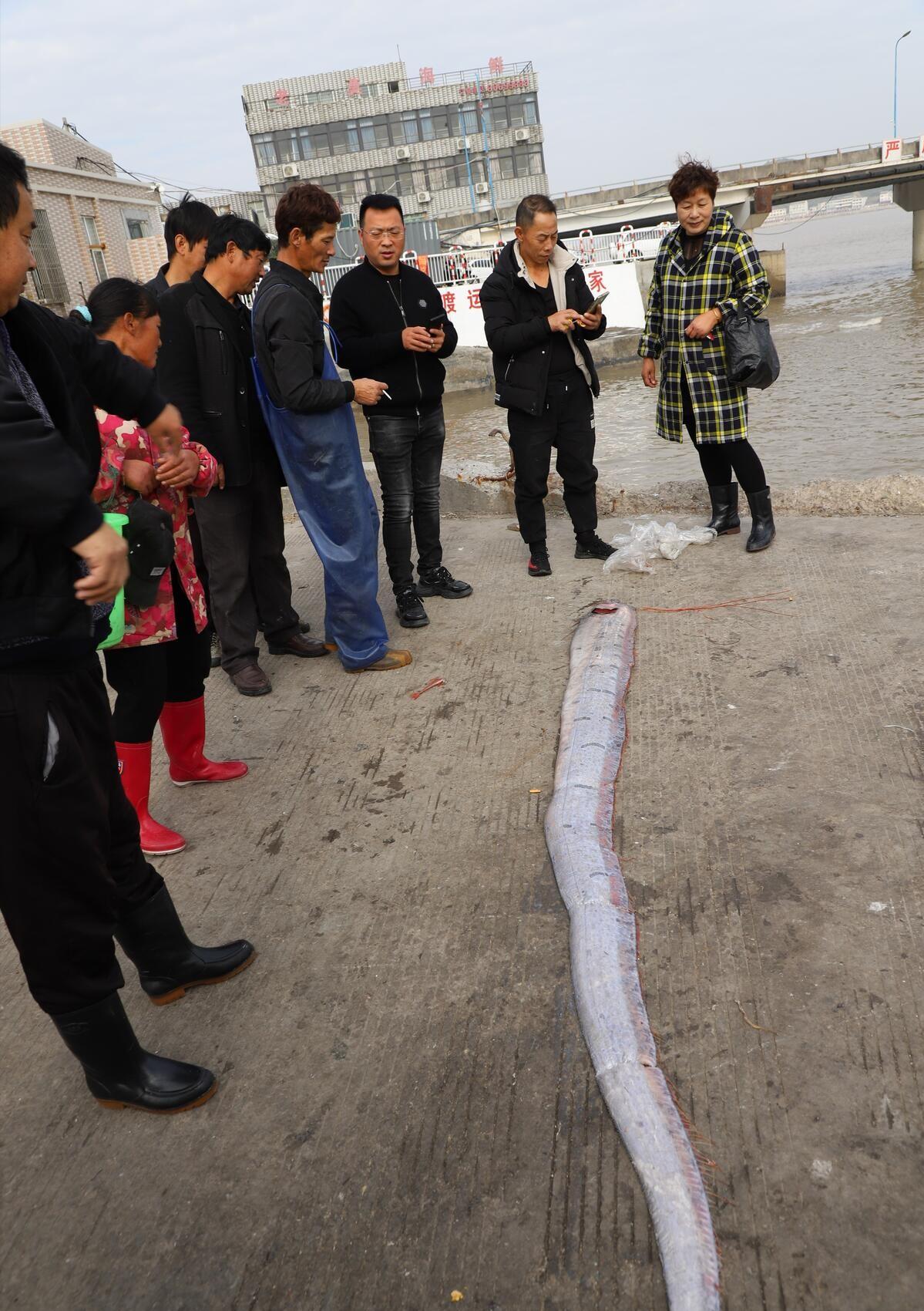 地震鱼现身日本代表什么,地震鱼现身和2020的灾难