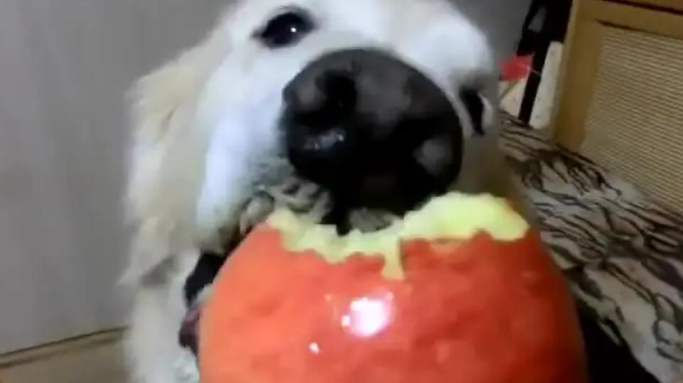 狗狗吃水果注意什么,夏天给狗狗吃冰块好吗