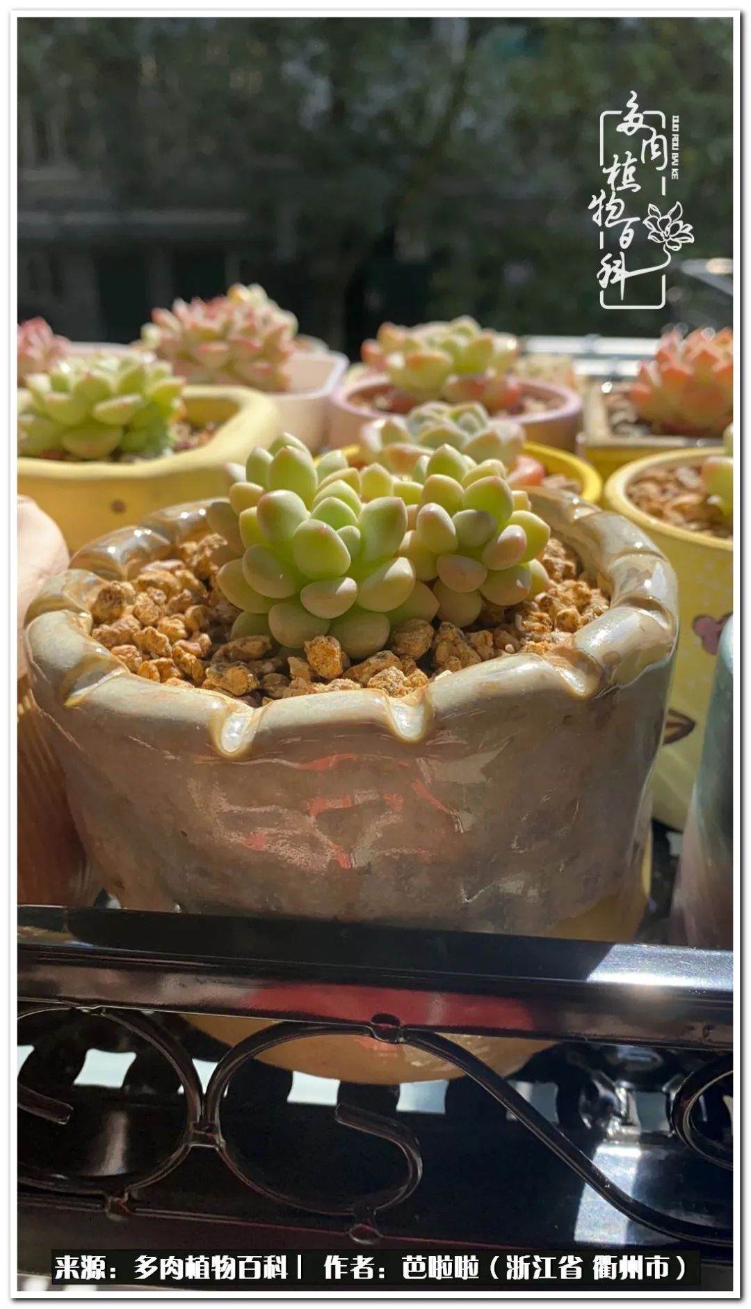 超级能治愈心情的多肉,治愈心灵的彩色植物