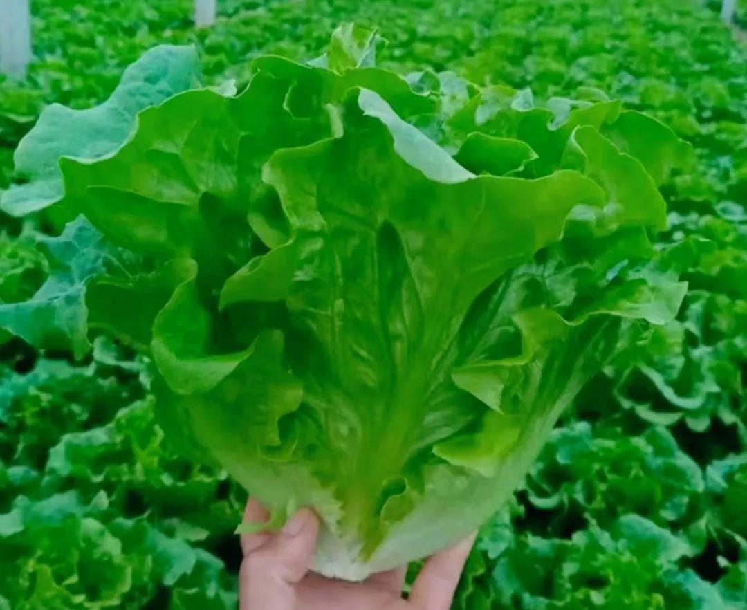 吃什么减脂增肌肉,减脂吃什么主食