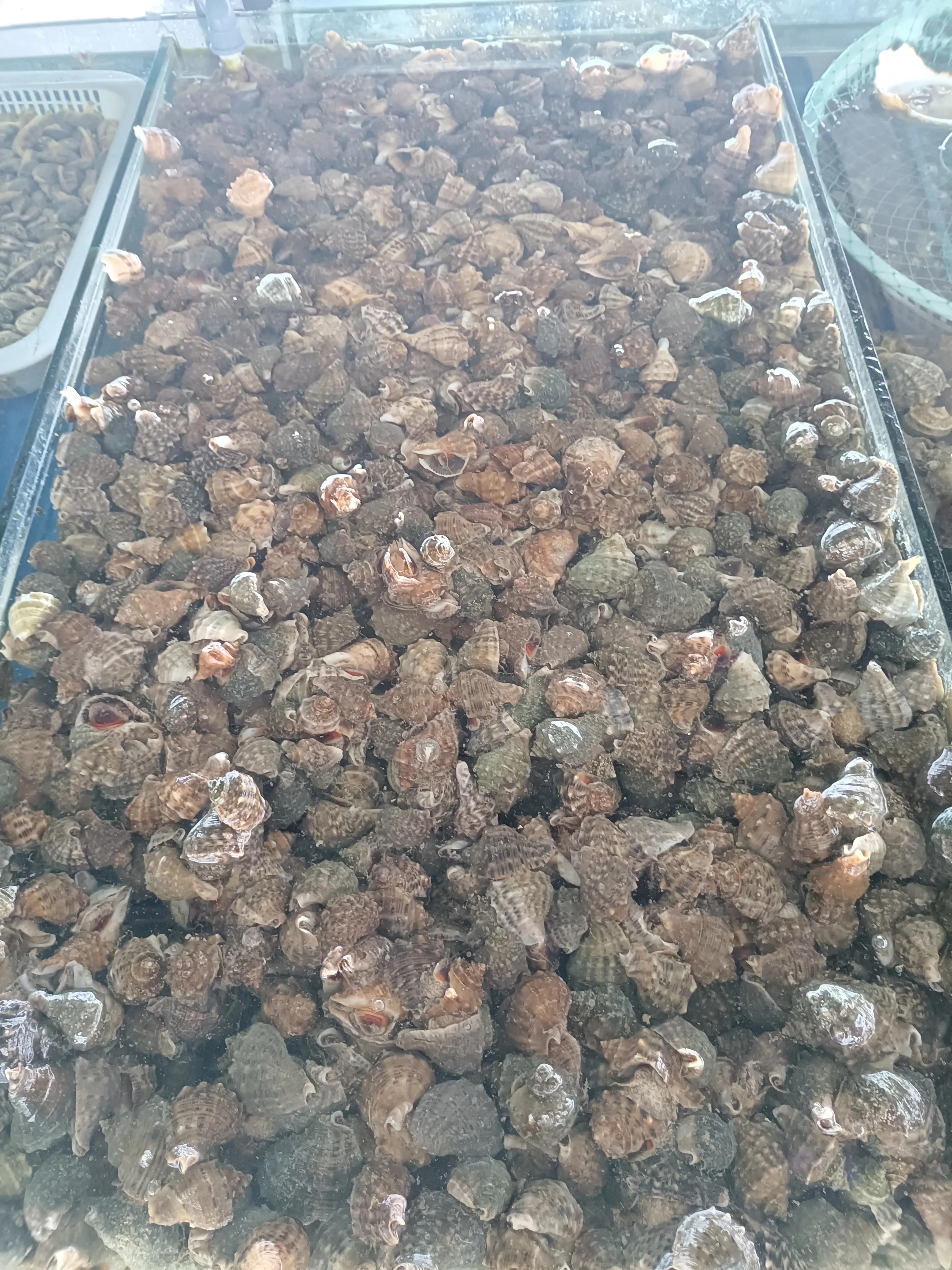 知行合一，简单的美好，仙浴湾、西中岛、金普新区行记