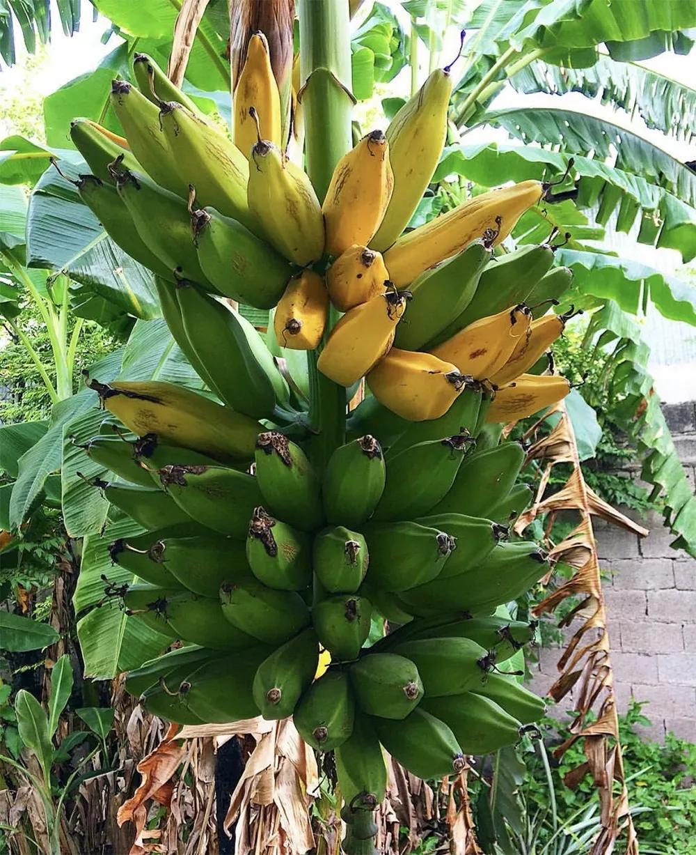 客厅实用盆栽植物有哪些,客厅一般放什么植物盆栽比较好