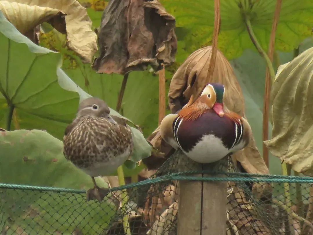 西湖“四大天王”三缺一，锦鲤也逃不出TA的嘴...