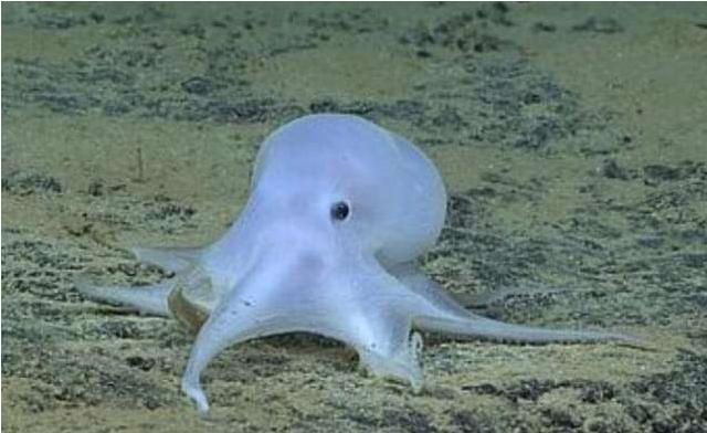 世界上最聪明的人类大脑,人类历史上最聪明的动物