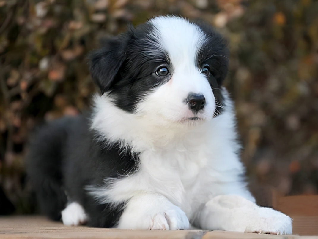 边牧不吃东西呕吐怎么回事,边牧一运动就呕吐怎么回事