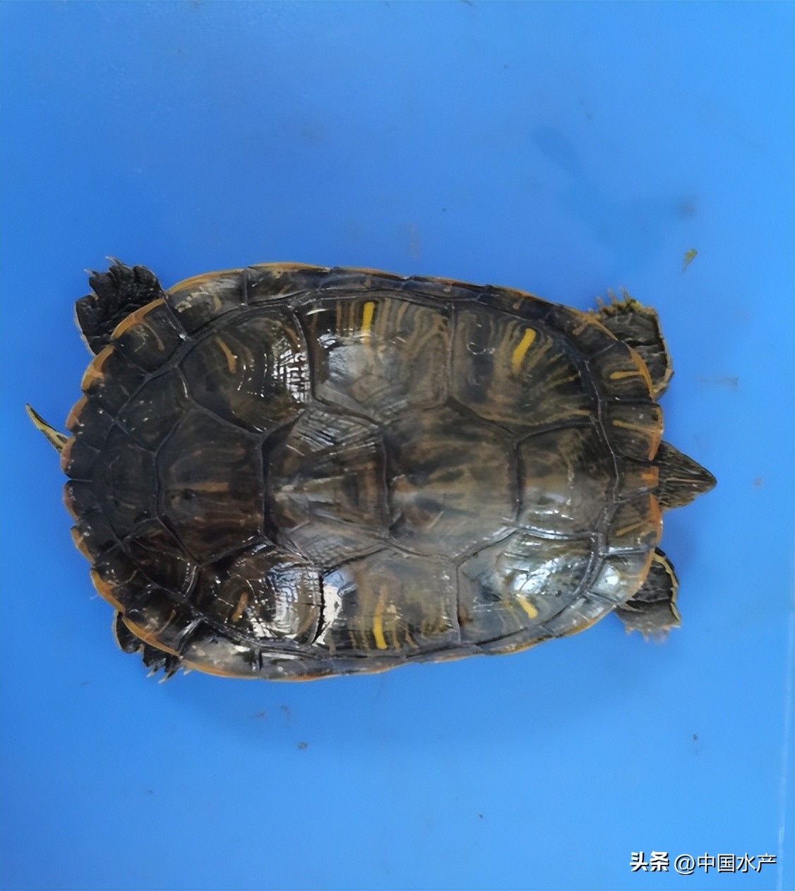 水生外来物种入侵防控工作方案,水生动物防疫