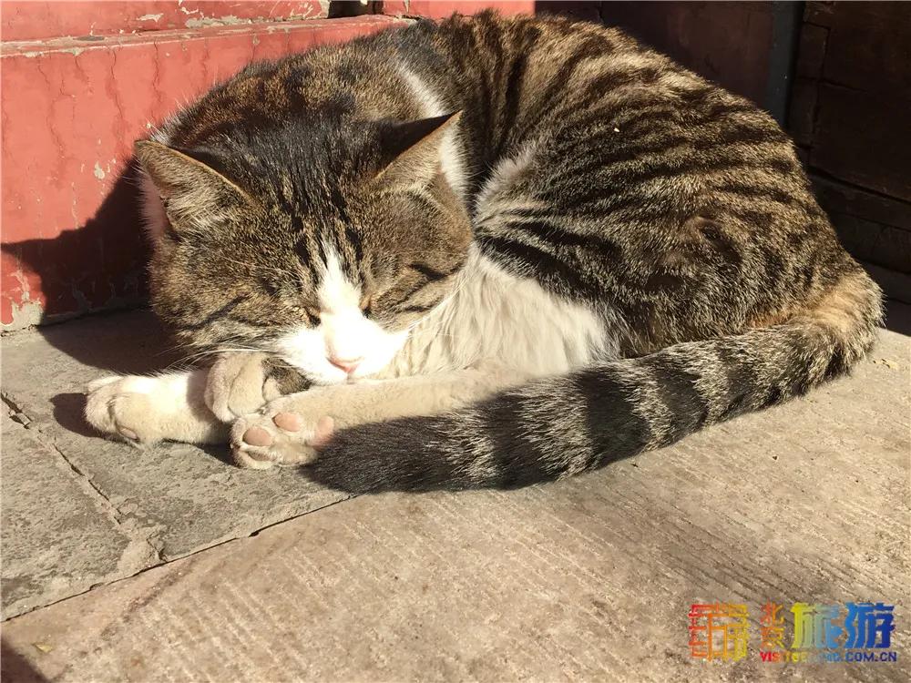 北京故宫的猫为什么叫御猫,故宫最萌的猫是什么猫