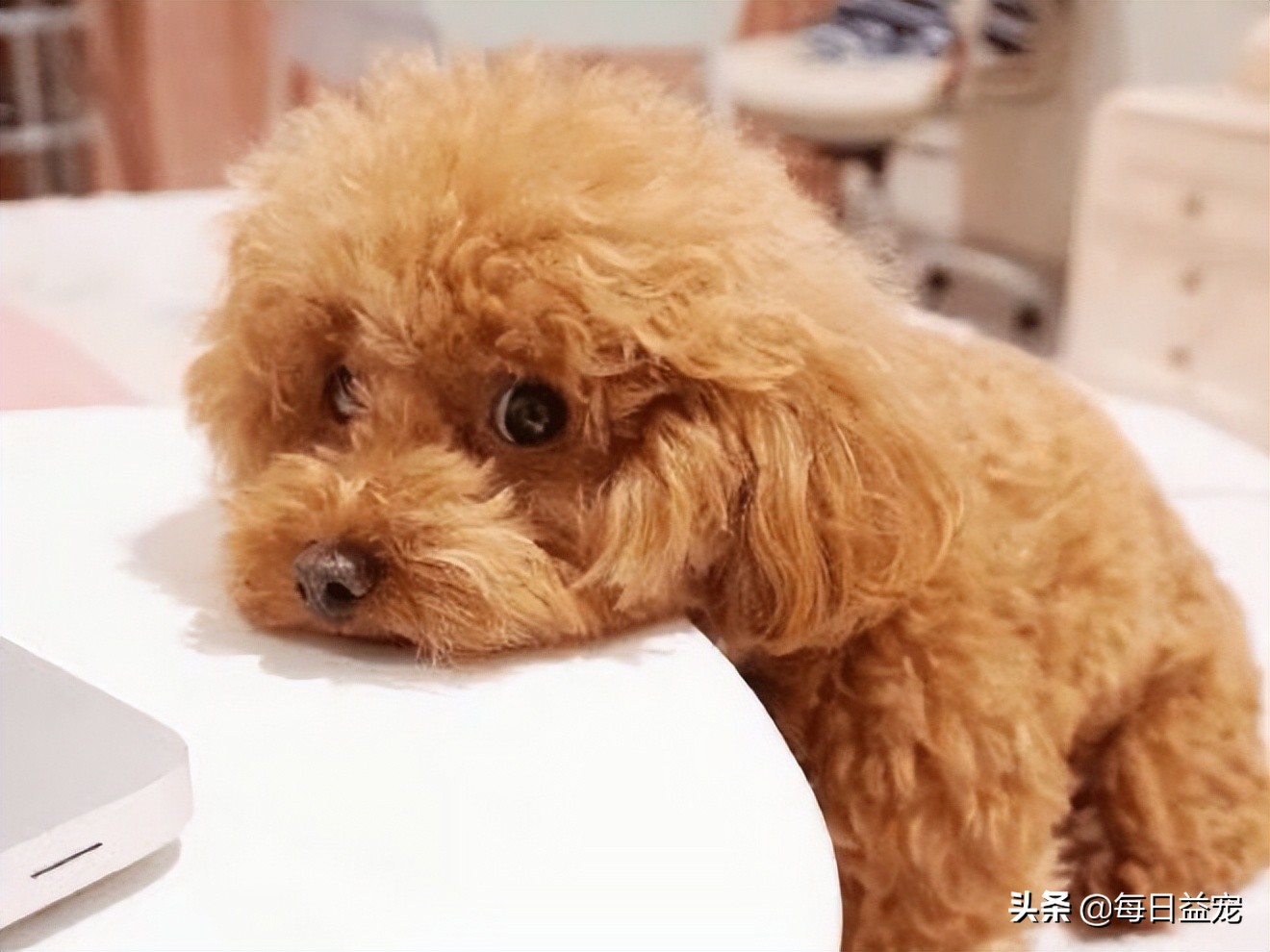 泰迪犬挑食怎么办?铲屎官这样做,效果极好