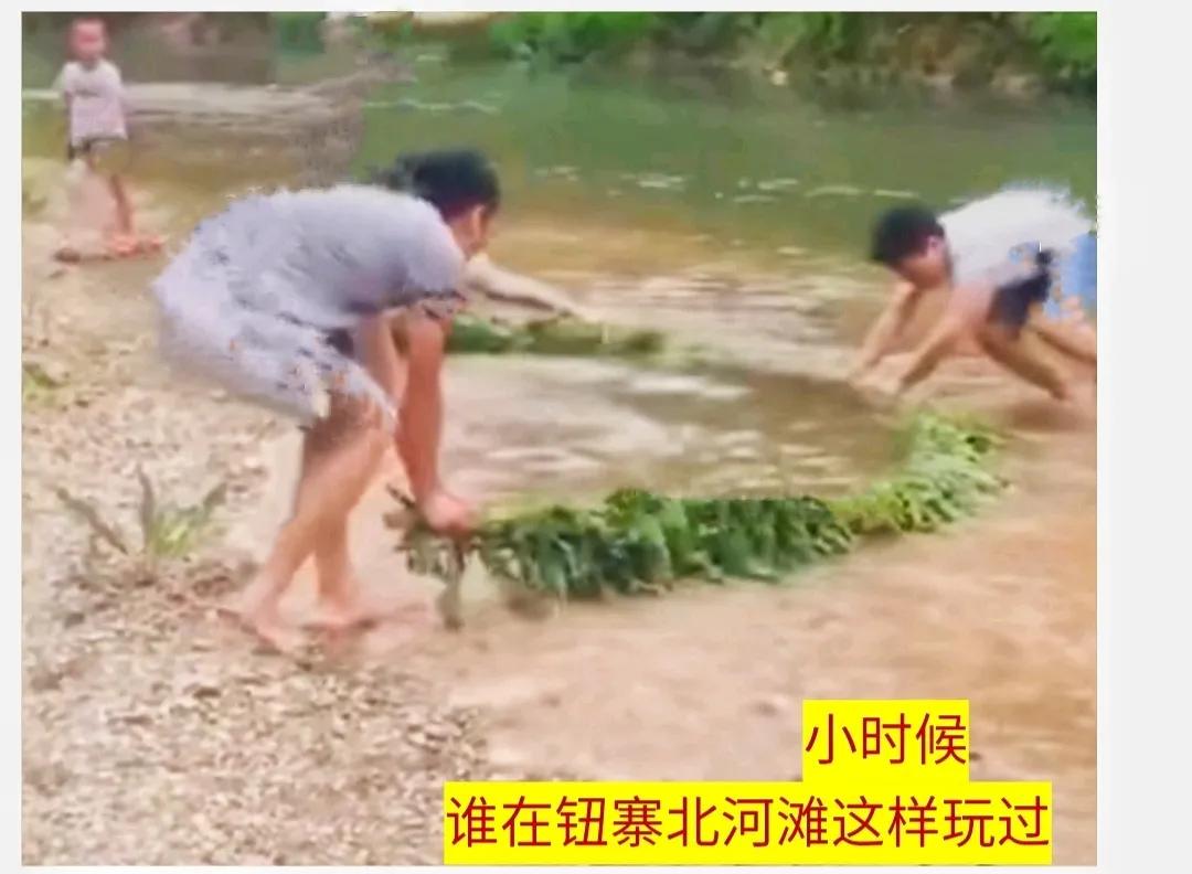 河柳拼音,河柳图