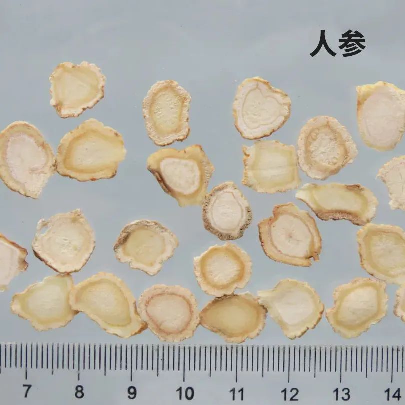 每天学习一味中药,每日认识一味中药药材人参篇