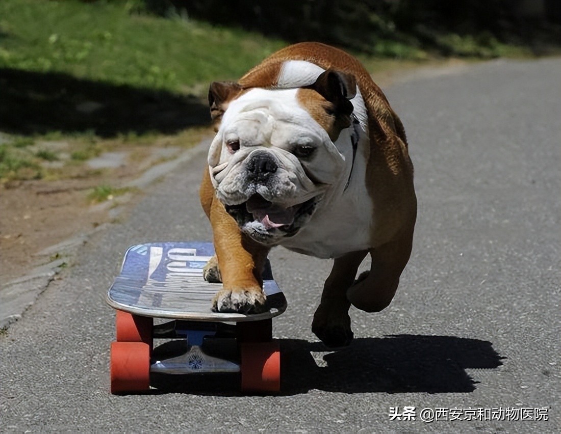 英斗犬和法斗犬区别知识普及,英斗犬和法斗的区别