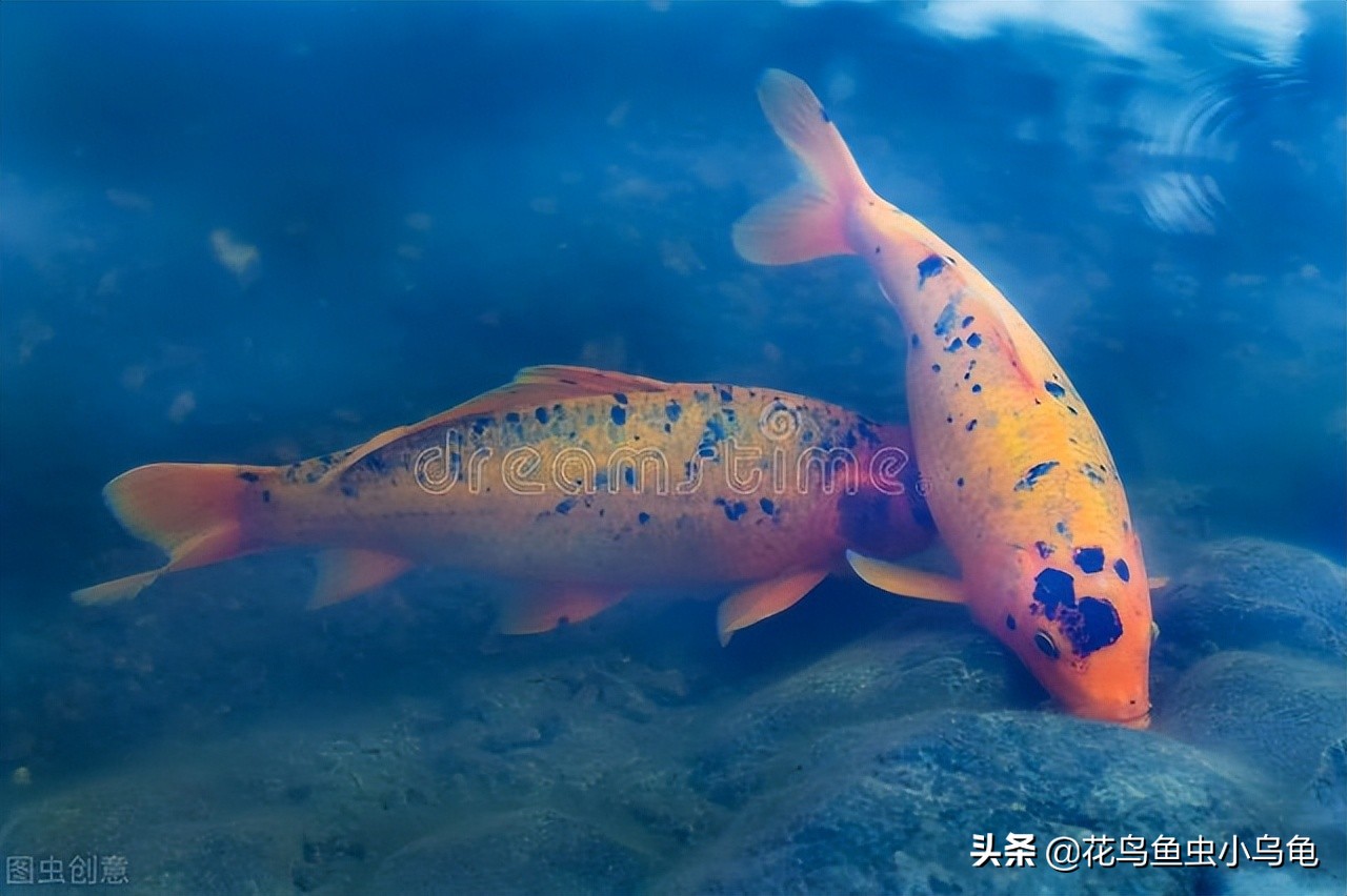 新手锦鲤怎么养活的,锦鲤怎么养才能养活自己