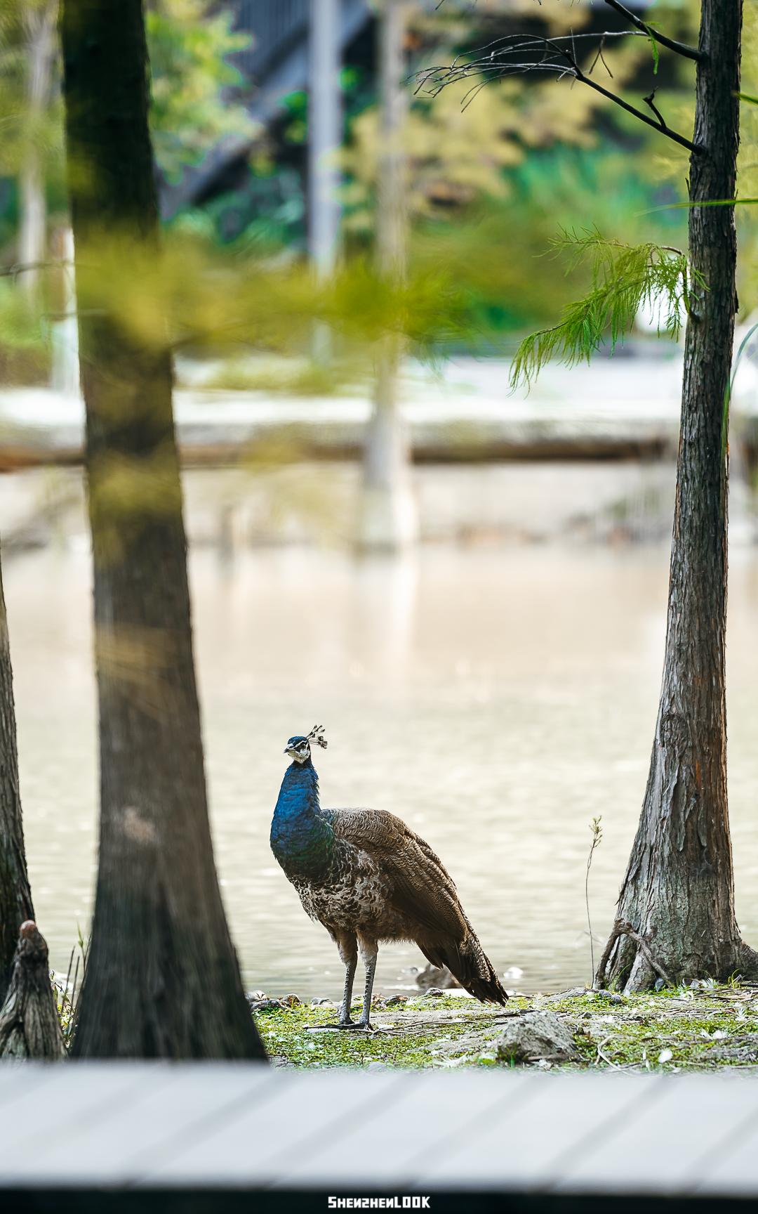 大美深圳全部视频,大美宝安