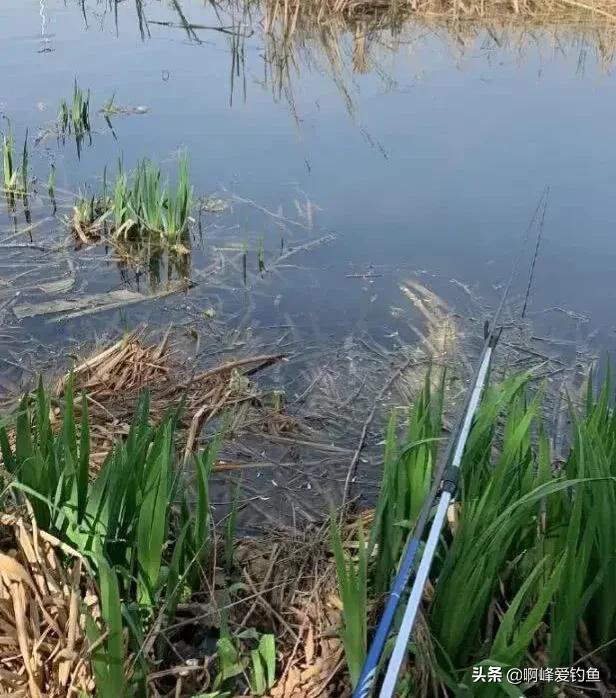 一筐鱼和一根鱼竿营销,一筐鱼饵料直播带货视频