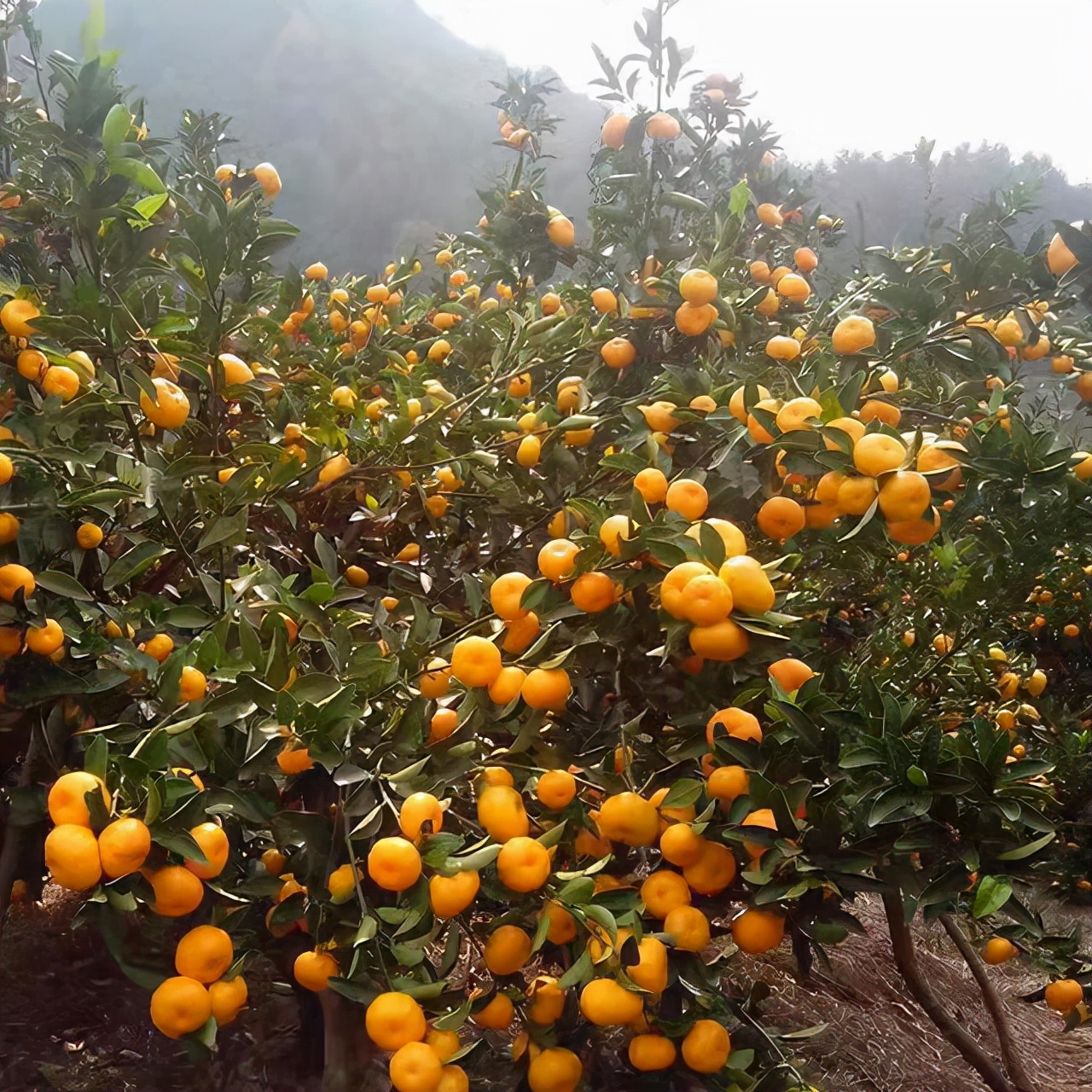 现在的蜜桔怎么样了,为什么蜜桔卖不动