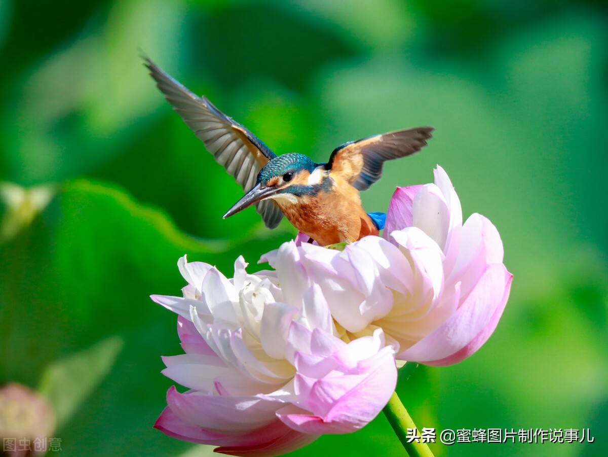 出淤泥而不染濯清涟而不妖深意,出淤泥而不染濯清涟而不妖相似词