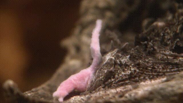 龟蛇大战巨龟视频,罕见别致的龟蛇大战